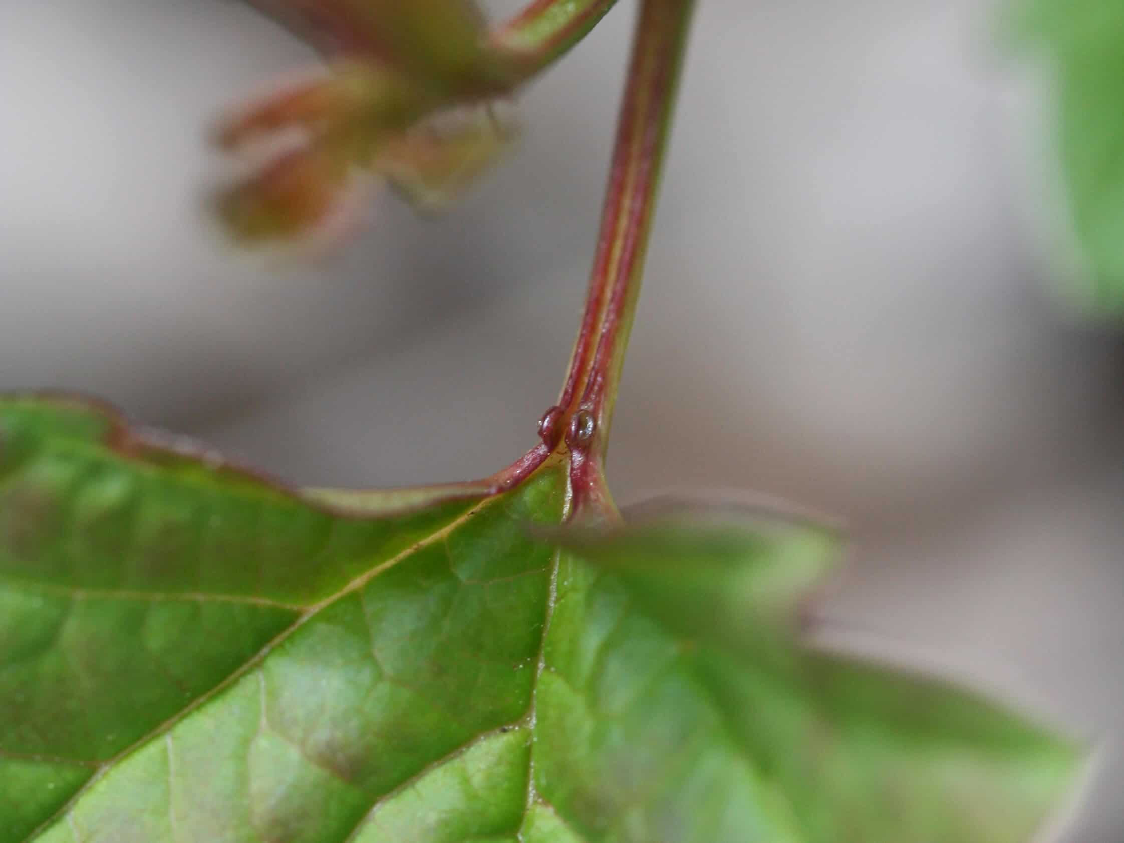 The shorter, concave petiolar glands of the European Cranberrybush