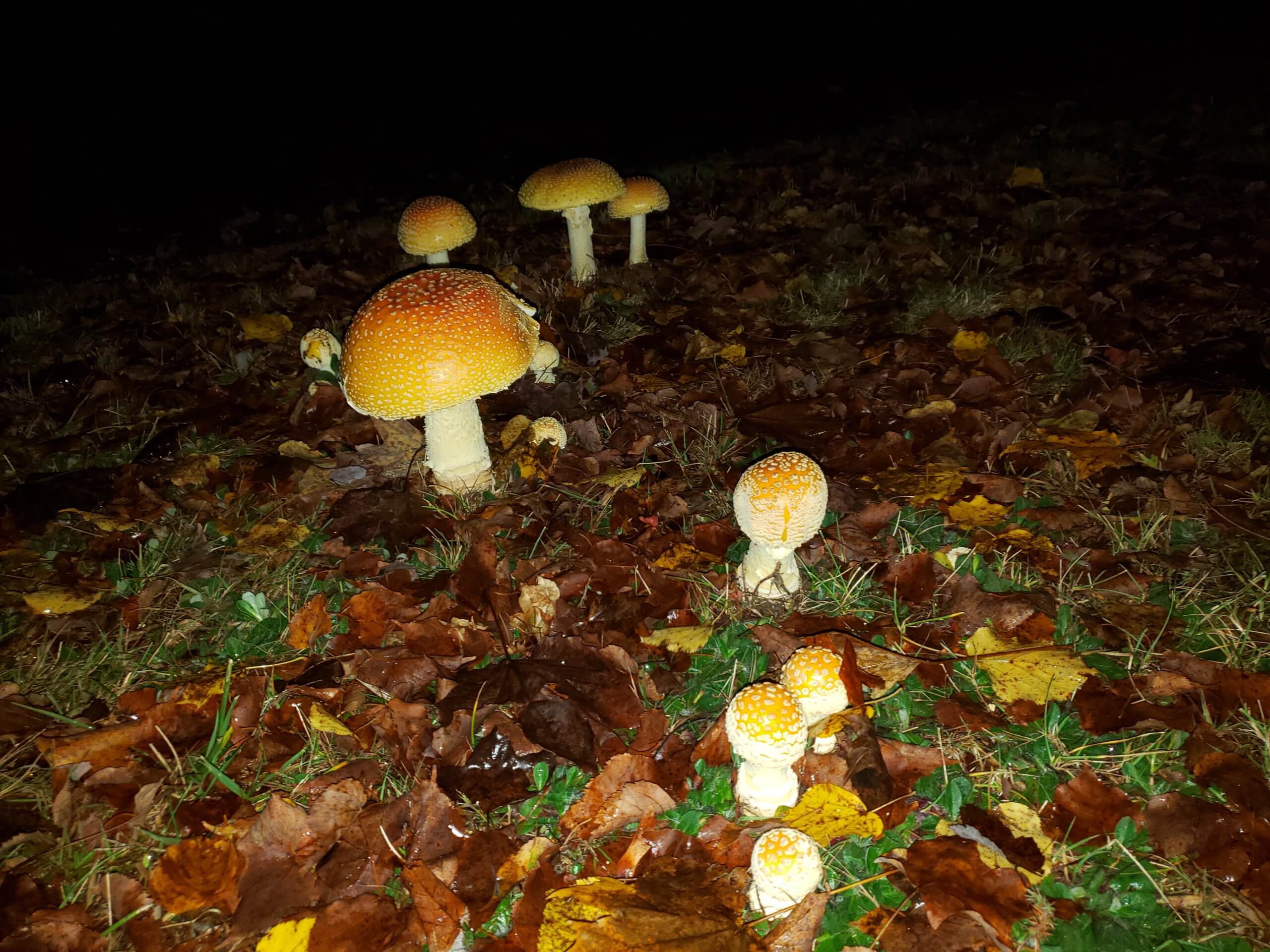 A cluster of American Yellow Fly Agaric Mushrooms (Amanita muscaria var. guessowii)