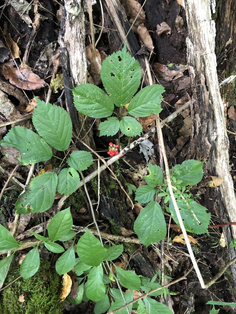 american ginseng Panax quinquefolius