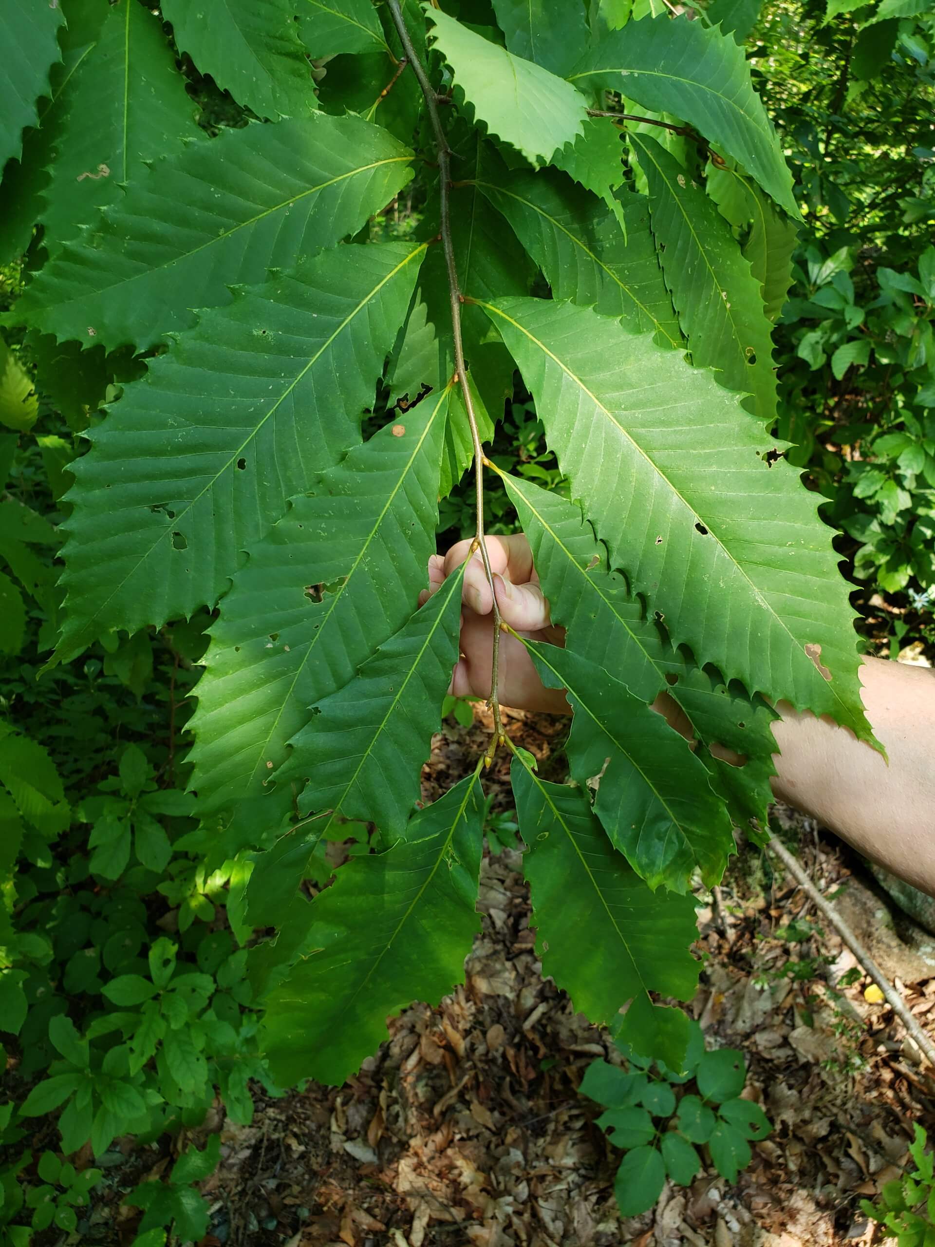 American Chestnut Leaves