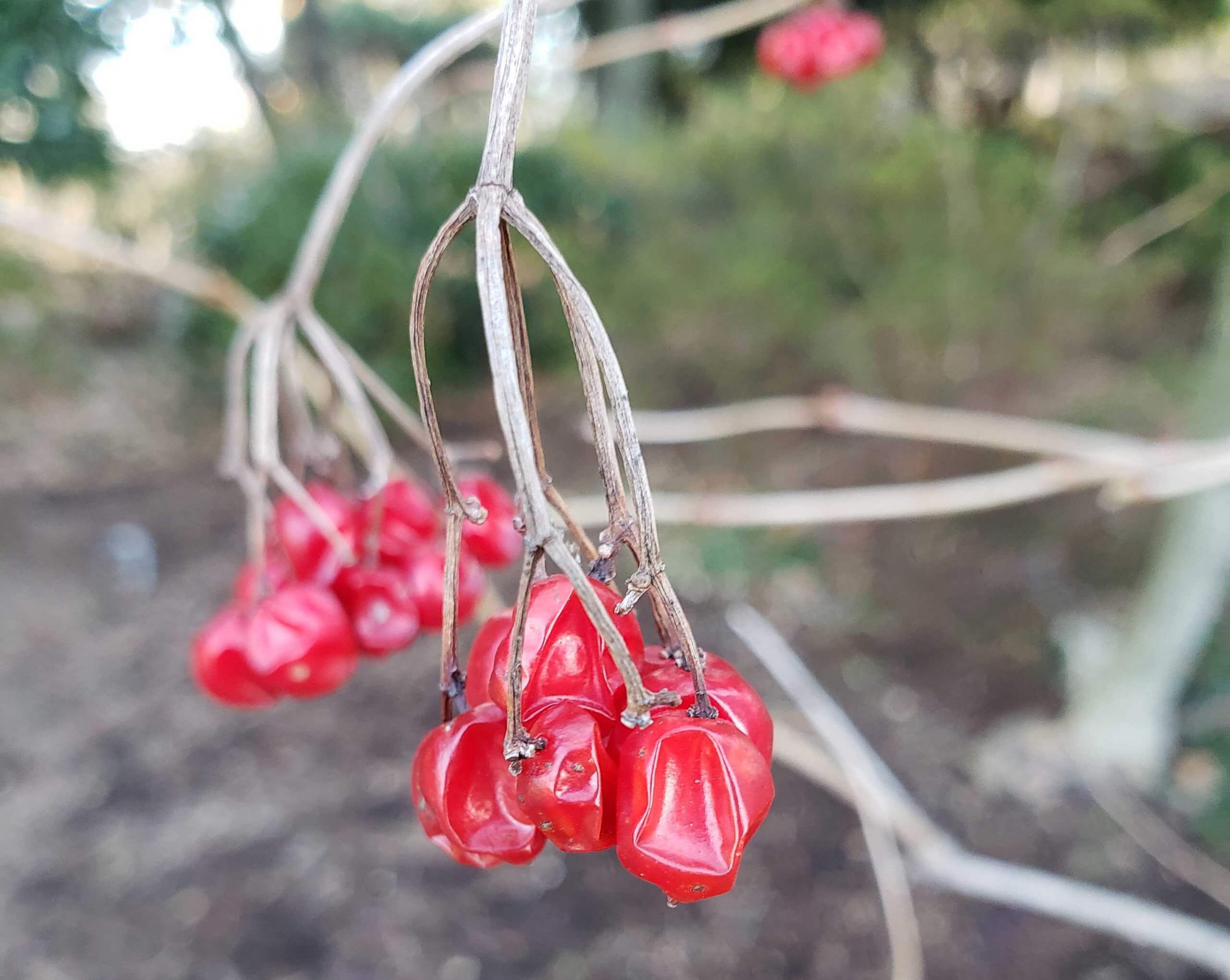 Small clusters of bright red berries still on the American Cranberrybush in winter