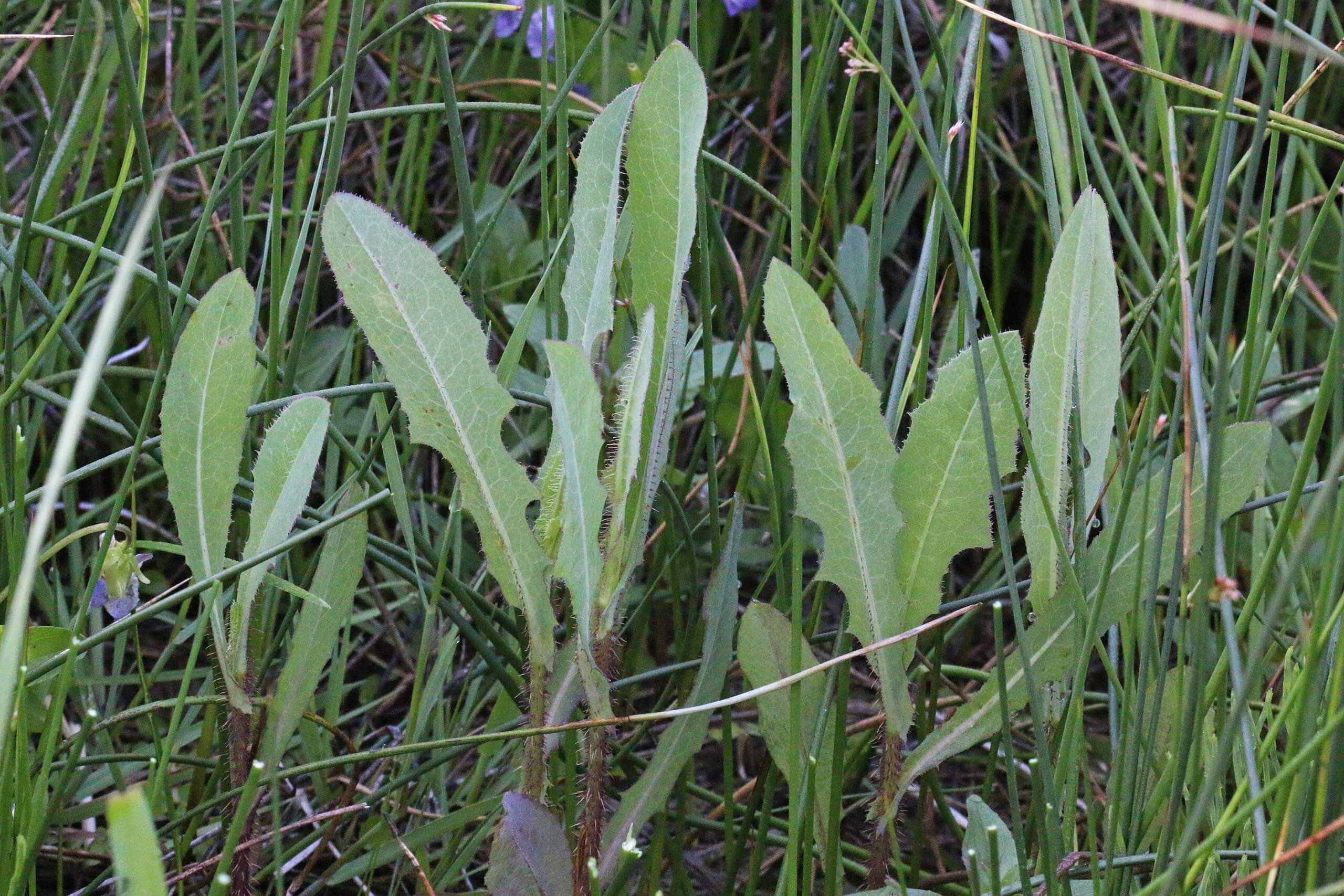 The Story of Wild lettuce (Lactuca.) - Eat The Planet