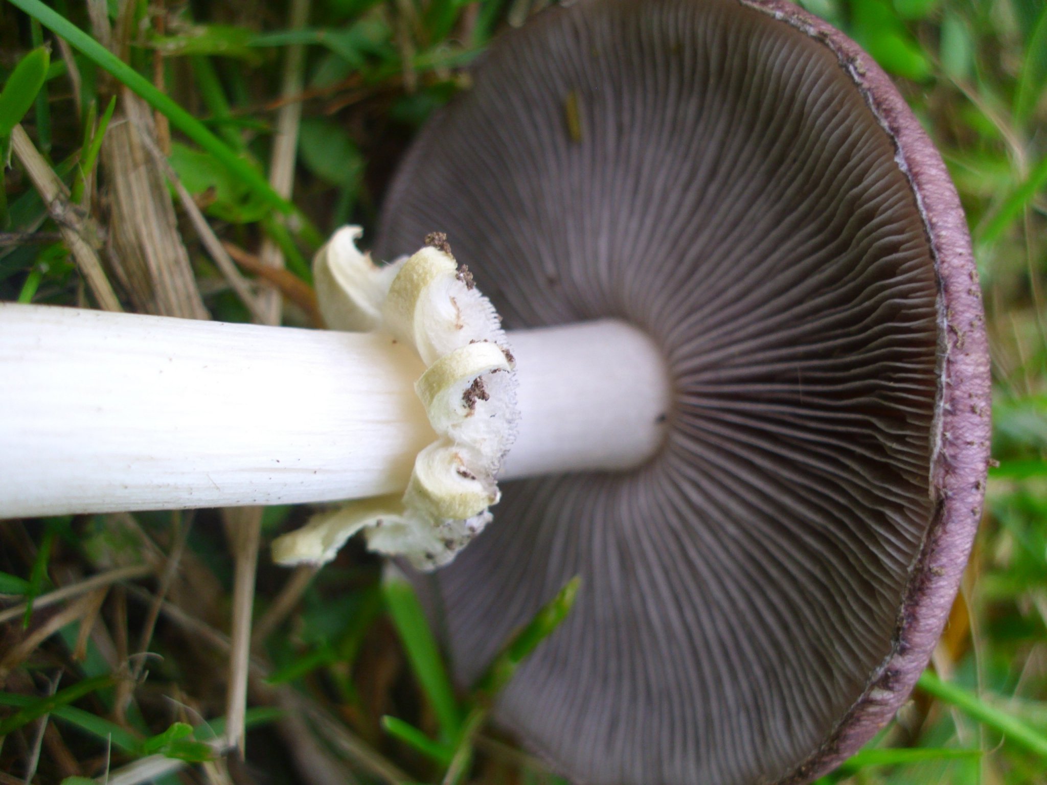 Large and Edible Wine Cap Mushrooms (Stropharia rugosoannulata) Eat