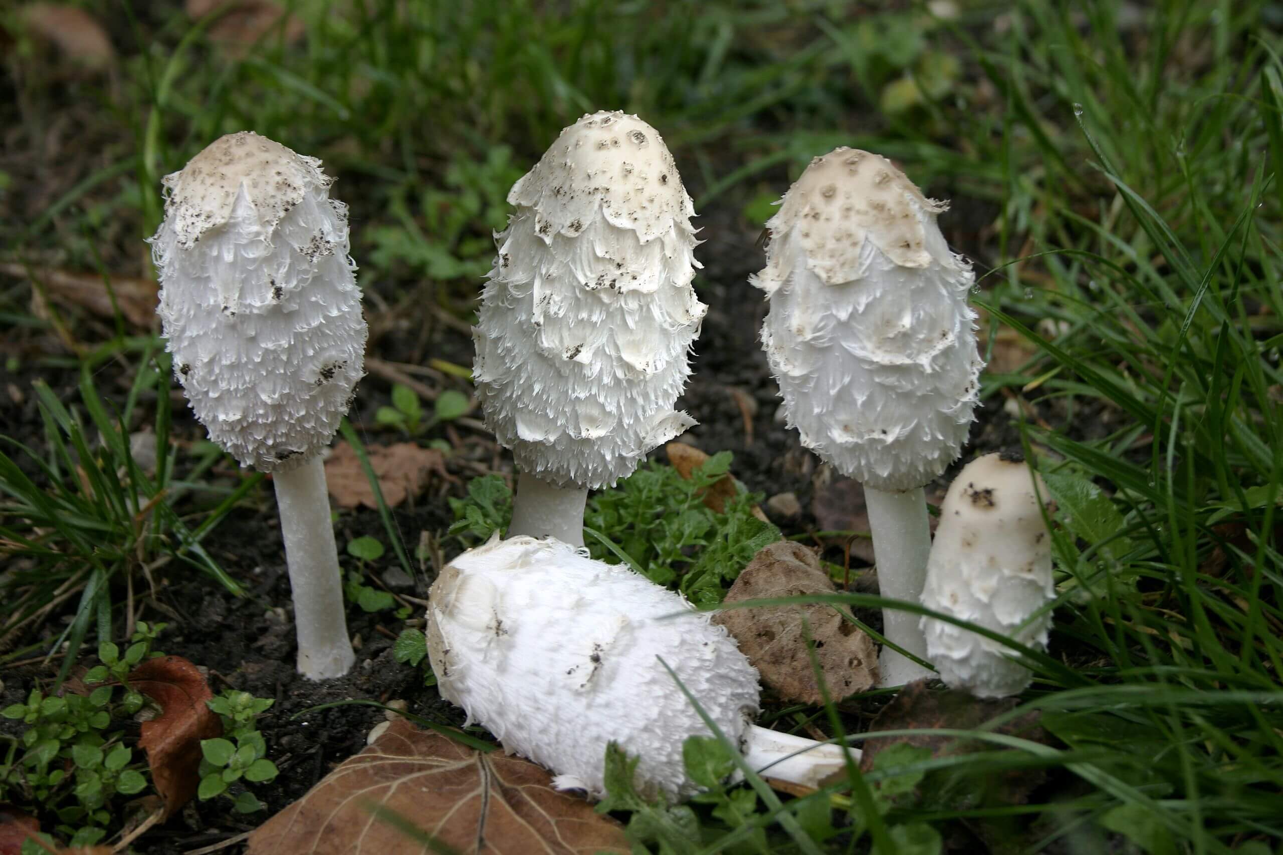 Foraging The shaggy Mane Mushroom (Coprinus comatus) - Eat The Planet