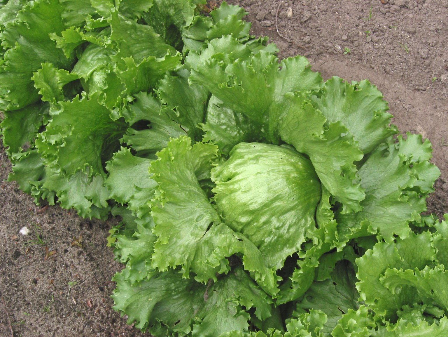 The Story of Wild lettuce (Lactuca.) Eat The