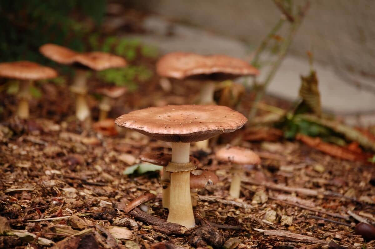 Large and Edible Wine Cap Mushrooms (Stropharia rugosoannulata) Eat