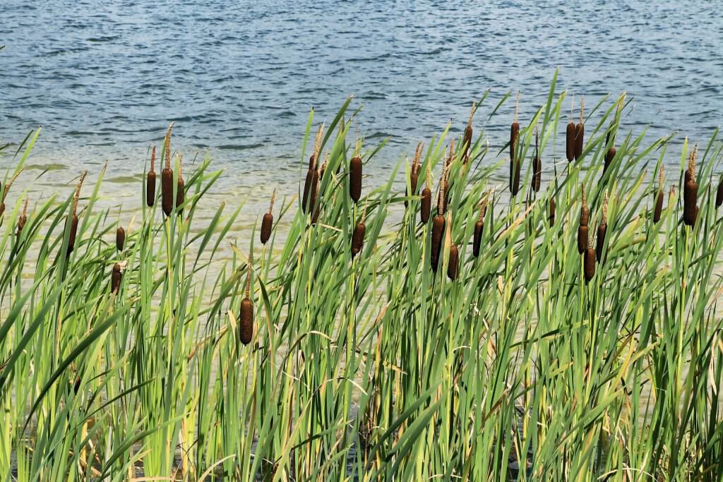 Common Cattail Highly Familiar and Amazingly Versatile Eat The