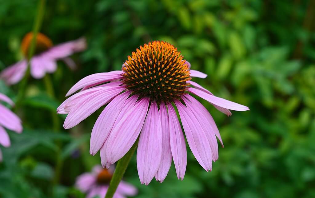 Echinacea purpurea