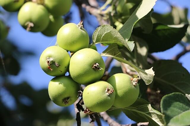 crab apple tree fruit