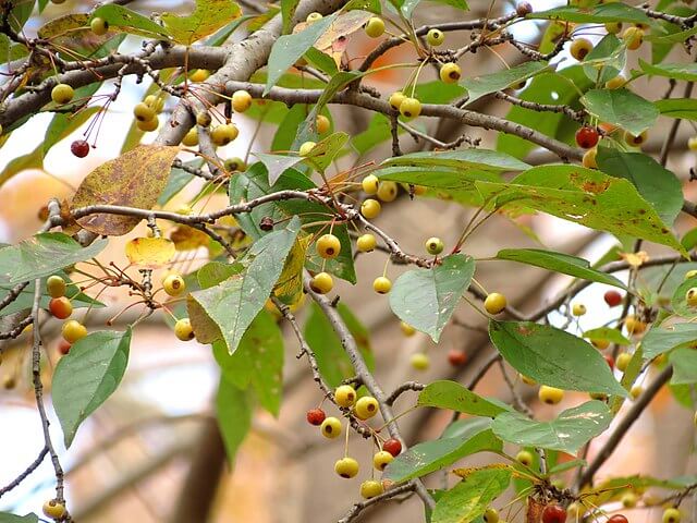 Can You Eat Crab Apples?