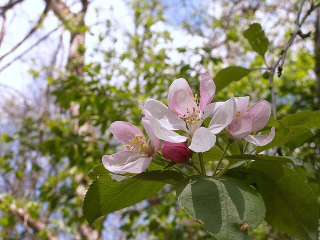 The Sweet Crab apple (Malus coronaria)