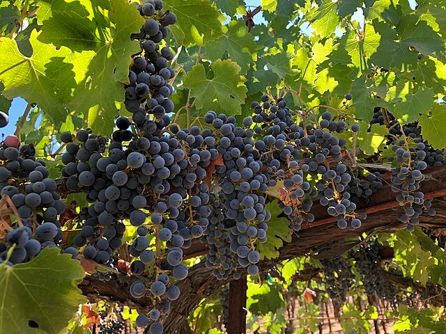 Cabernet sauvignon at Quarryhill Vineyard in Glen Ellen, California