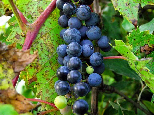 California Wild Grapes Growing