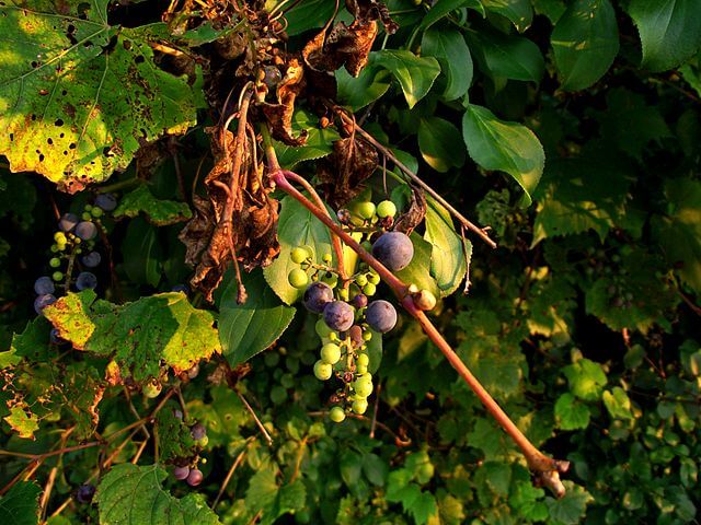 Frost grapes and leaves (Southeast Michigan)