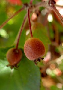 The Oregon/Pacific Crabapple (Malus fusca)