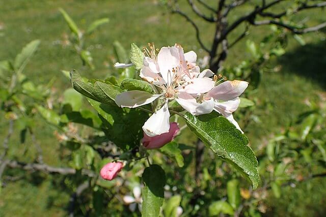 The Prairie Crabapple (Malus ioensis)