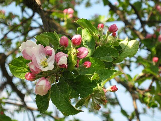 Pretty pink blossom on the Malus sieversii crabapple tree