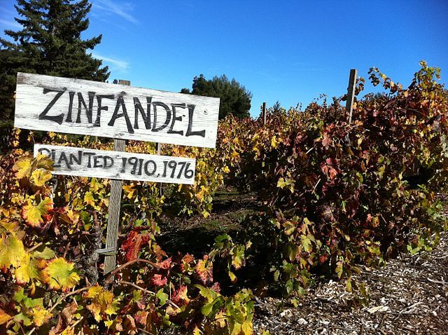 zinfandel vines with sign stating "planted 1910 - 1976"