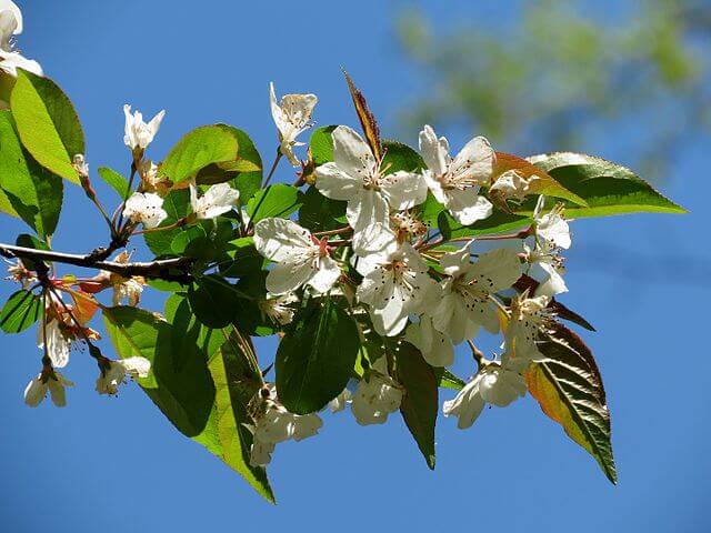 The Southern Crabapple blossom.