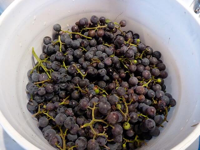 bucket of Concord grapes