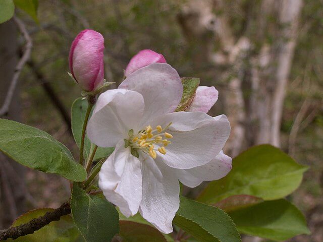 Close up on the light pink sweet crabapple flower, with bright pink closed buds of other flowers behind