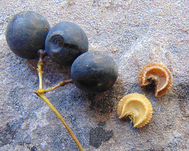 close up of Moonseed fruits and seeds