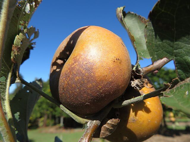 Roxbury Russet Apple