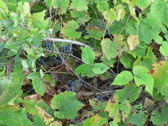 Wild vitis riparia with ripening fruit on sandy soil amidst other plants (including Poison Ivy) at Sandbanks Provincial Park in Prince Edward County, Ontario, Canada.