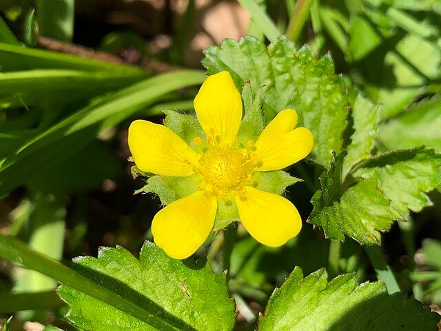 Close up of the 5 petal bright yellow mock strawberry flower