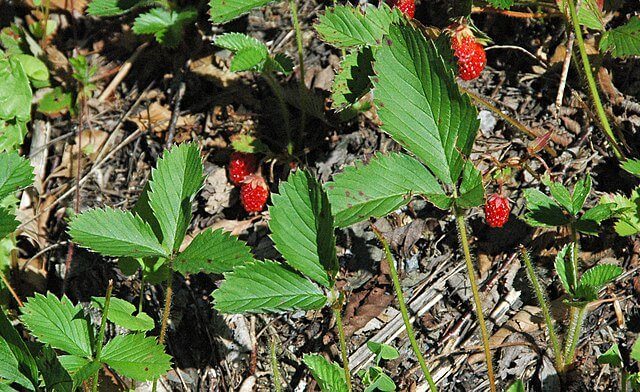 are leaves from wild strawberry plants toxic to dogs