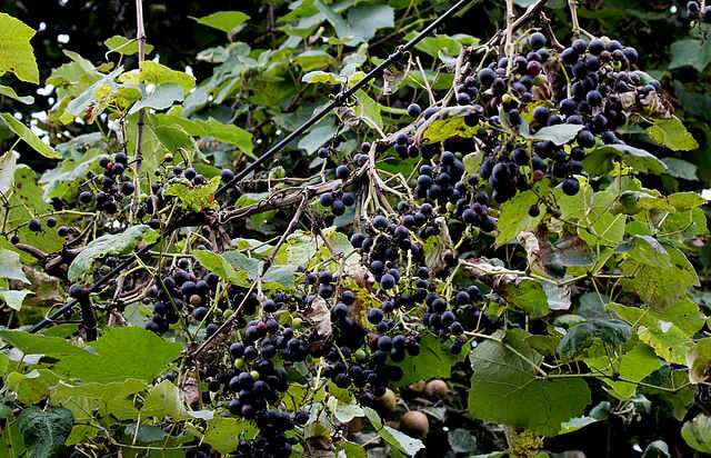 Ripened Isabella grapes