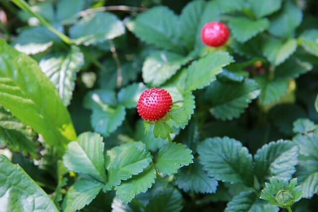 Two ripe mock strawberries