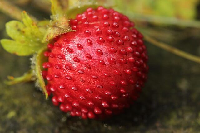 Close up of rounded mock strawberry fruit