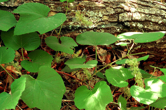 Summer Grape next to a fallen tree trunk