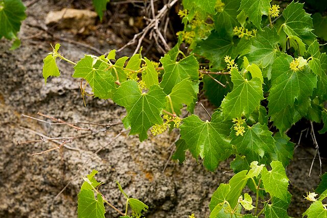 Native grapes hotsell