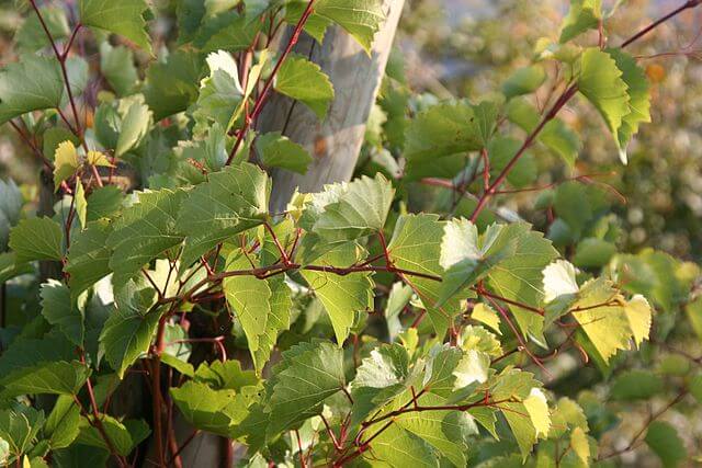 Close up of the red stemmed leaves of the July grape