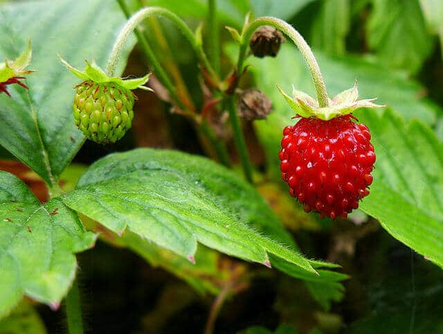 A ripe an unripe strawberry dangling from the Fragaria vesca