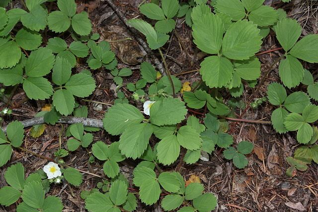 Virginia Strawberry leaves and two flowers