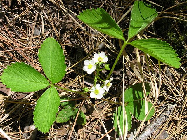 Virginia strawberry plant amongst grasses