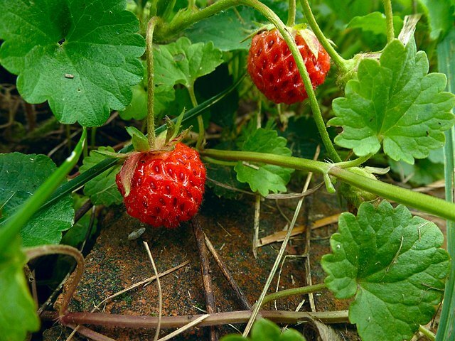 two Fragaria virginiana strawberries