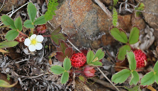 Fruits forming on the beach strawberry