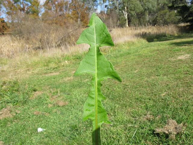 close up of lobed and pointed dandelion leaf.