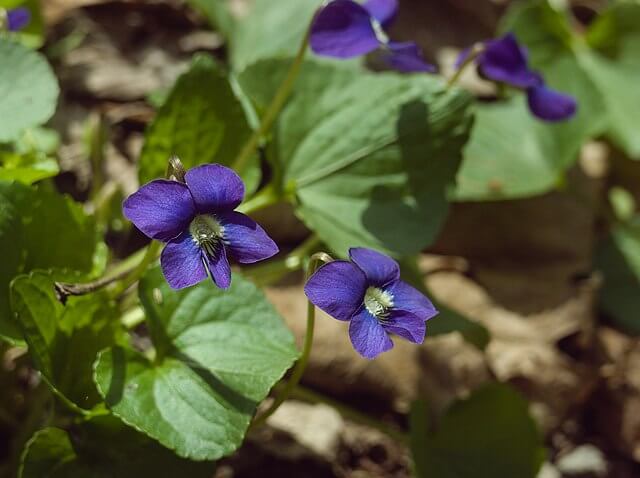 Purple violet flowers and green leaves