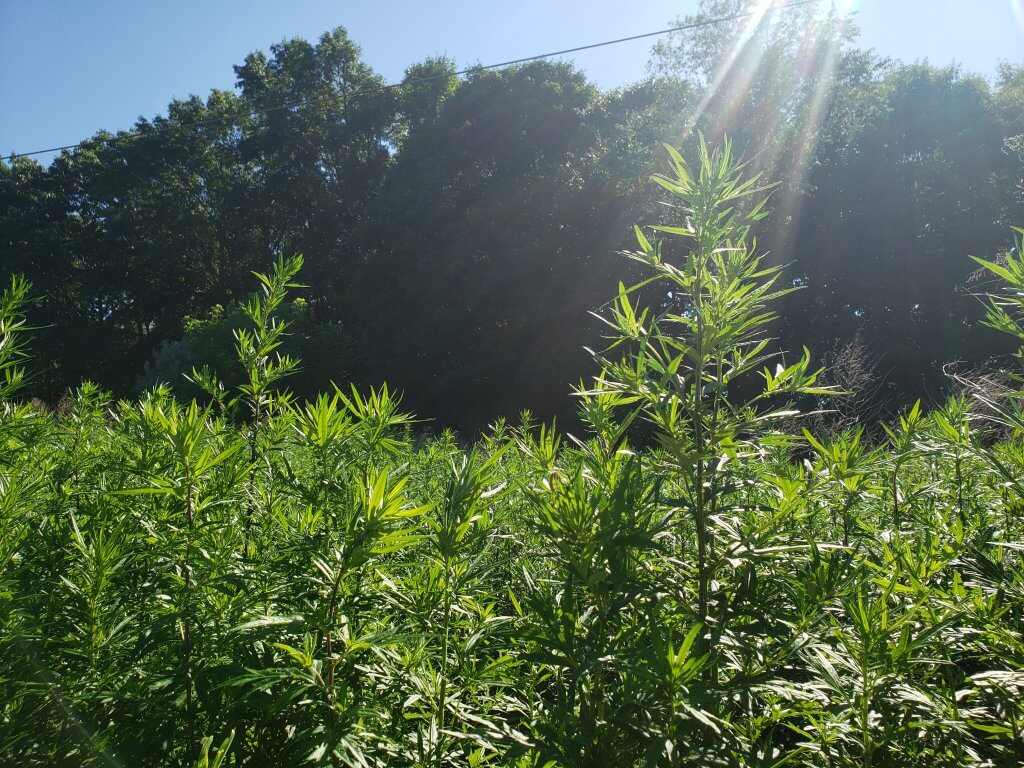 artemisia-vulgaris-mugwort