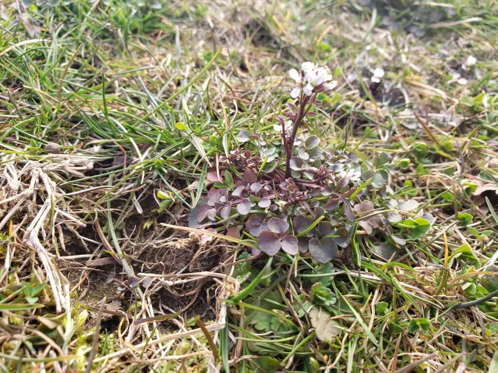 cardamine-hirsuta-hairy-bittercress