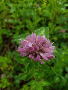 trifolium-pratense-flower