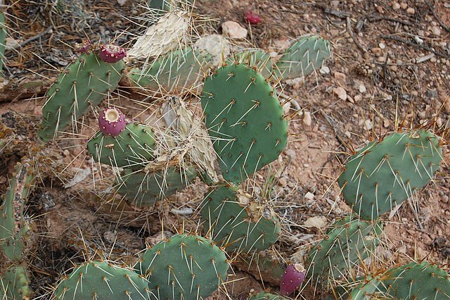 Prickly pear cactus spines