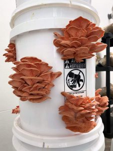 Oyster Mushroom