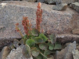 Mountain sorrel growing out of rocks