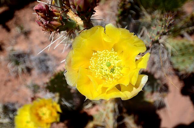 Prickly pear cactus flower